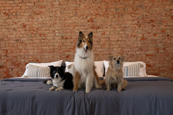 The Big Debate - Should You Have Pets in the Bed?