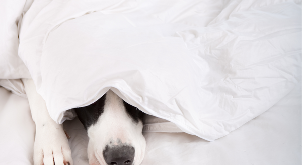 What is a topper versus a comforter?